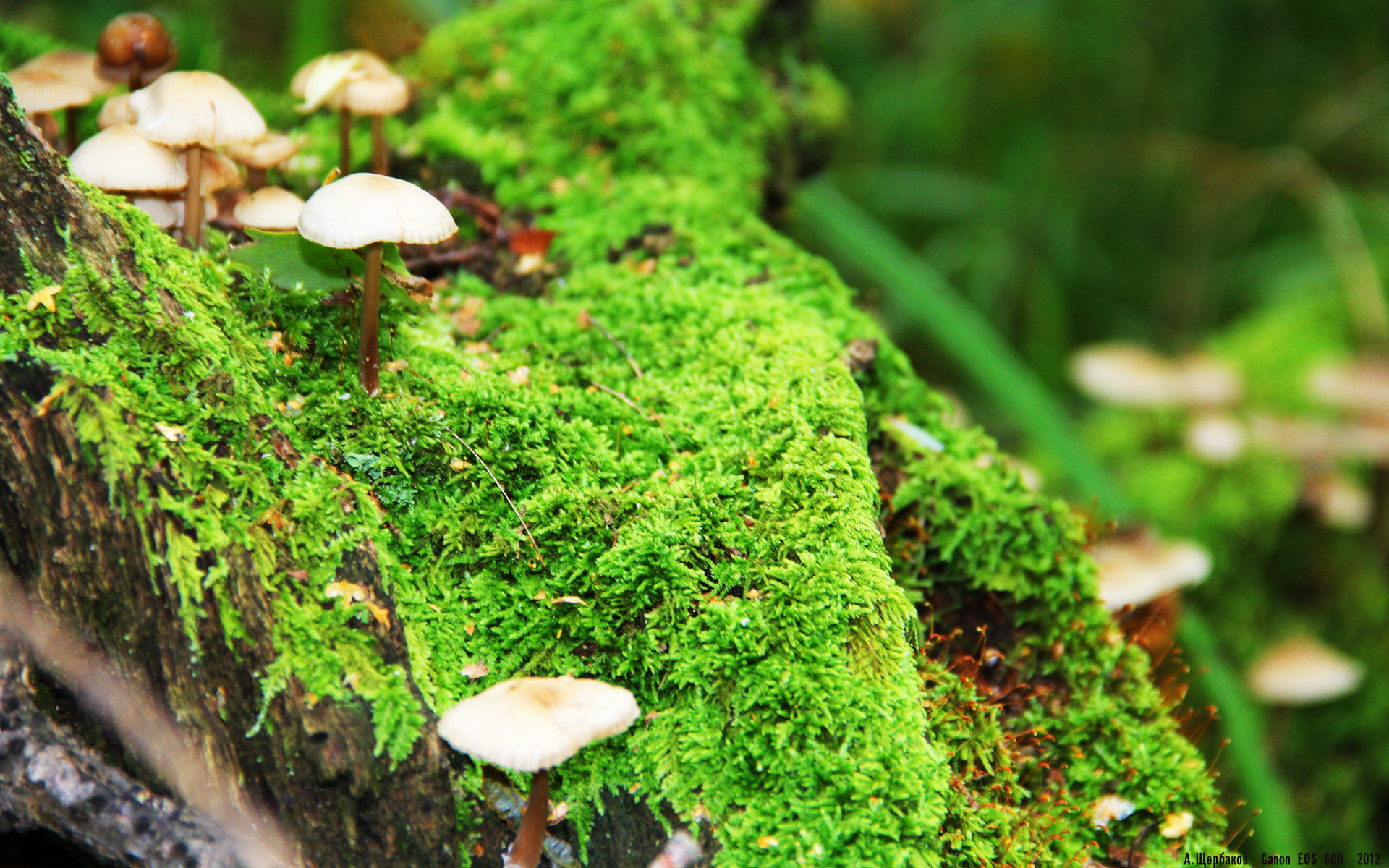 美洲杯明星闪耀：精彩突破助力球队升华！，美洲杯有哪些明星