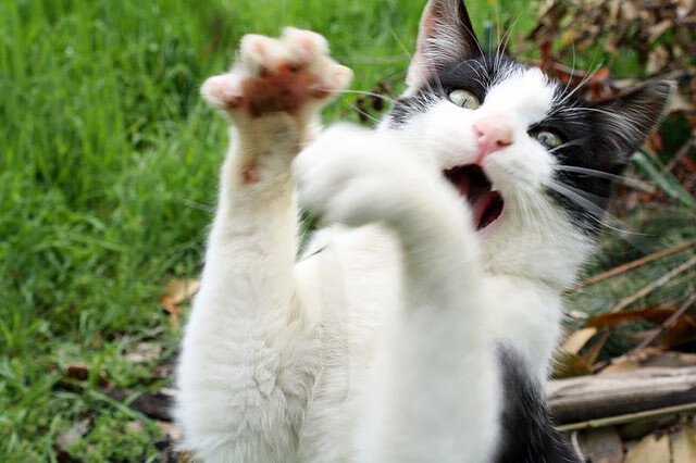 IM体育下载-蛙泳比赛比利时女队表现亮眼，蛙泳比赛视频 高清2018