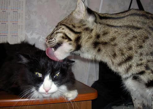 西甲转折点：变攻为守的精彩演绎，西甲转播分成改革